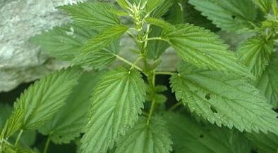 biljni dekocije za liječenje proširenih vena