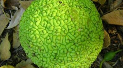 recepti za infuzije za liječenje proširenih vena